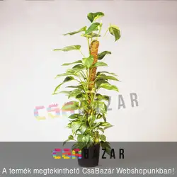 Kókuszrost futtató karó 60cm