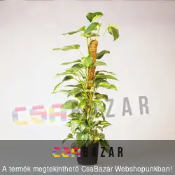 Kókuszrost futtató karó 120cm